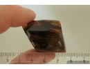 Nice Big 40 mm Wood fragment. Fossil inclusion Baltic amber stone #13366
