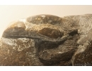 Very Nice Big 58mm Wood fragment. Fossil inclusion Baltic amber stone #13367