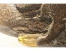Very Nice Big 58mm Wood fragment. Fossil inclusion Baltic amber stone #13367