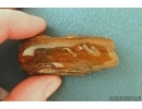 Very Nice Big 58mm Wood fragment. Fossil inclusion Baltic amber stone #13367
