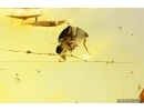 Spider Web and Gnat. Fossil inclusions Baltic amber #13368