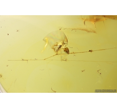 Spider Web and Gnat. Fossil inclusions Baltic amber #13368