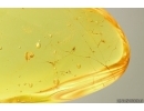 Spider Web and Gnat. Fossil inclusions Baltic amber #13368