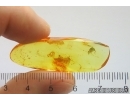Spider Web and Gnat. Fossil inclusions Baltic amber #13368