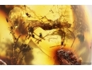 Fossil inclusion in nice spider web! Ukrainian Rovno amber stone #13369R