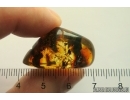 Fossil inclusion in nice spider web! Ukrainian Rovno amber stone #13369R
