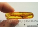 Rare Dawn Spider Archaeidae Paradoxa. Fossil inclusion Baltic amber #13370