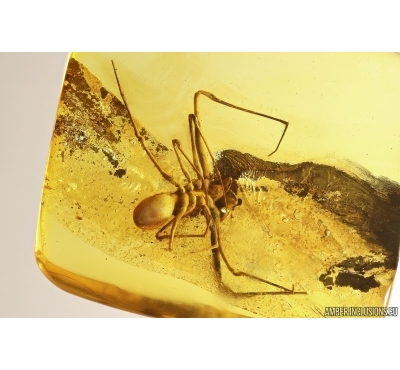 Rare Dawn Spider Archaeidae Paradoxa. Fossil inclusion Baltic amber #13371