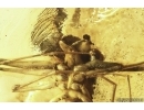Rare Dawn Spider Archaeidae Paradoxa. Fossil inclusion Baltic amber #13371