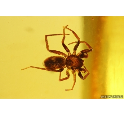 Very Nice Spider Araneae. Fossil inclusion Ukrainian Rovno amber #13372R