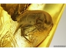 Rare Parasitic Wasp and Tumbling Flower Beetle Mordellidae. Fossil inclusions Ukrainian Rovno amber #13373R