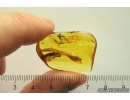 Rare Parasitic Wasp and Tumbling Flower Beetle Mordellidae. Fossil inclusions Ukrainian Rovno amber #13373R