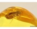 Nice Caddisfly Trichoptera and Rare Biting midge Ceratopogonidae. Fossil inclusions Ukrainian Rovno amber #13374R
