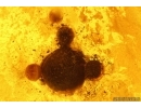 3 Caddisflies, Spider, Beetle and More. Fossil inclusions in Big 40g! Baltic amber stone #13375