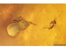 3 Caddisflies, Spider, Beetle and More. Fossil inclusions in Big 40g! Baltic amber stone #13375