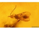 3 Caddisflies, Spider, Beetle and More. Fossil inclusions in Big 40g! Baltic amber stone #13375