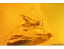 3 Caddisflies, Spider, Beetle and More. Fossil inclusions in Big 40g! Baltic amber stone #13375