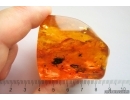 3 Caddisflies, Spider, Beetle and More. Fossil inclusions in Big 40g! Baltic amber stone #13375