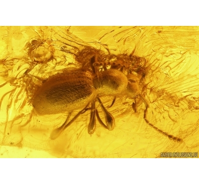 Ant-Like Stone Beetle Staphylinidae Scydmaeninae and More. Fossil inclusions Ukrainian Rovno amber #13378R