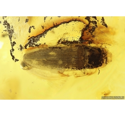 Nice Click beetle Elateroidea. Fossil insect in Baltic amber #13387