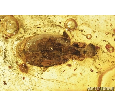 Ground beetle Carabidae and Rove beetle Pselaphinae. Fossil insects Baltic amber #13388