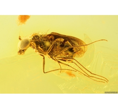 Long-legged fly Dolichopodidae. Fossil Inclusion Baltic amber #13391