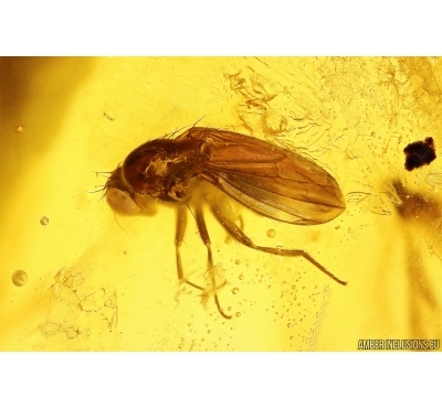 Muscoid fly Acalyptratae and More. Fossil insects Baltic amber #13392