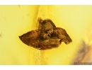 Two Flowers. Fossil inclusions in Baltic amber stone #13398