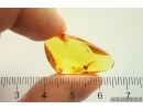 Two Flowers. Fossil inclusions in Baltic amber stone #13398