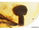 Nice Plant, probably Mushroom and Ant. Fossil inclusions Baltic amber #13399