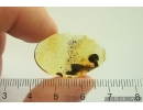 Nice Plant, probably Mushroom and Ant. Fossil inclusions Baltic amber #13399