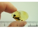 Nice Plant, probably Mushroom and Ant. Fossil inclusions Baltic amber #13399