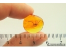 Cricket Orthoptera. Fossil insect in Baltic amber #13400