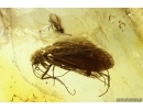 Two Caddisflies Trichoptera and More. Fossil inclusions Baltic amber #13401