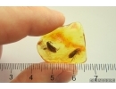 Two Caddisflies Trichoptera and More. Fossil inclusions Baltic amber #13401