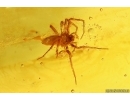 Spider Araneae and More. Fossil inclusions Baltic amber #13402