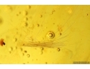 Spider Araneae and More. Fossil inclusions Baltic amber #13402