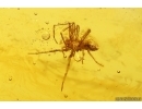 Spider Araneae and More. Fossil inclusions Baltic amber #13402