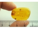Spider Araneae and More. Fossil inclusions Baltic amber #13402
