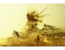 Rare scene Caddisfly Trichoptera with Eggs and More. Fossil inclusions Ukrainian Rovno amber #13403R