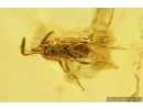 Rare scene Caddisfly Trichoptera with Eggs and More. Fossil inclusions Ukrainian Rovno amber #13403R