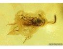 Rare scene Caddisfly Trichoptera with Eggs and More. Fossil inclusions Ukrainian Rovno amber #13403R