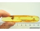 Rare scene Caddisfly Trichoptera with Eggs and More. Fossil inclusions Ukrainian Rovno amber #13403R