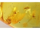 Ant Ctenobethylus goepperti, Moth flies and Wasp. Fossil insects Baltic amber #13405
