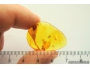 Ant Ctenobethylus goepperti, Moth flies and Wasp. Fossil insects Baltic amber #13405