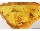 Ants Lasius schiefferdeckeri and More. Fossil inclusions Baltic amber #13406