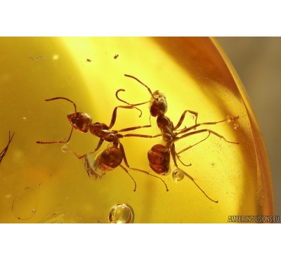 Two Nice Ants Formicidae Ctenobethylus goepperti and Spider Araneae. Fossil inclusions Ukrainian Rovno amber #13407R