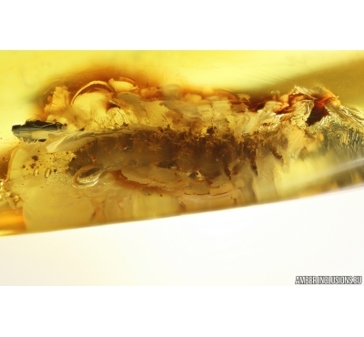Beetle larva and Long-legged fly Dolichopodidae. Ukrainian Rovno amber #13490R