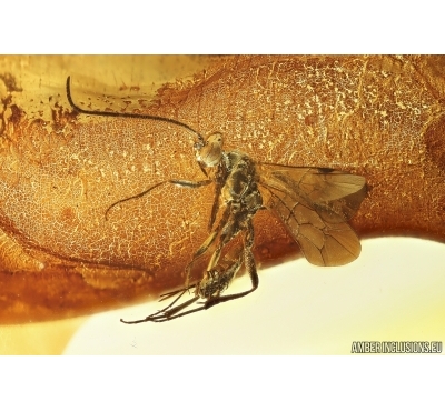 Wasp Hymenoptera. Fossil inclusion Ukrainian Rovno amber #13410R