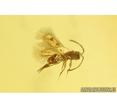 Rare Parasitic wasp Mymarommatidae and More. Fossil Inclusions Ukrainian Rovno amber #13411R